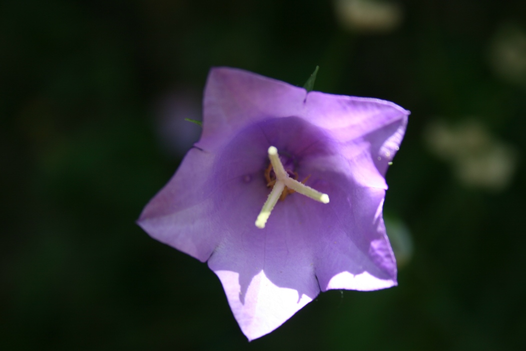 Campanula sp.